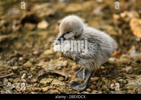 Black swan and cygnet, ugly duckling Stock Photo