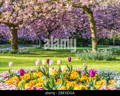 A bed of tulips, yellow primulas and pink Bellis daisies with flowering pink cherry trees in the background in an urban public park in England. Stock Photo