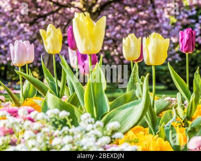 Yellow, pink and purple tulips in a bed of white alyssum against an out of focus background of pink cherry blossom. Stock Photo