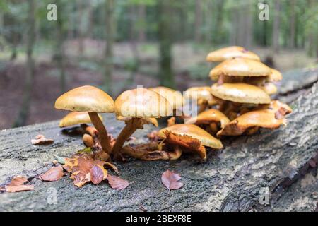 mushrooms on dead tree trunk in autumn Stock Photo