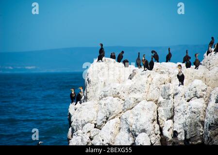 colony of black oystercatcher (haematopus bachmani) in Hermanus, South Africa Stock Photo