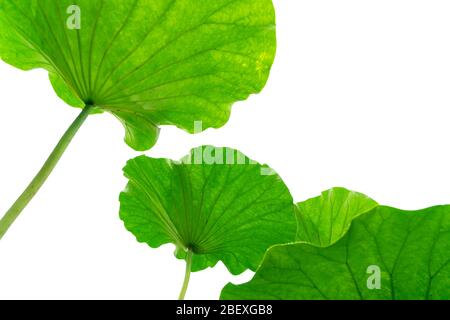 Lotus leaf isolated on white background Stock Photo