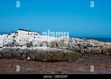 colony of black oystercatcher (haematopus bachmani) in Hermanus, South Africa Stock Photo