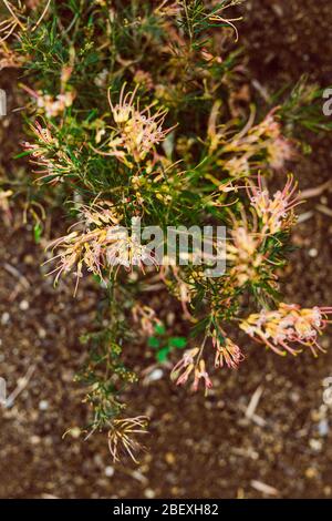 native Australian grevillea semperflorens plant outdoor in sunny backyard shot at shallow depth of field Stock Photo