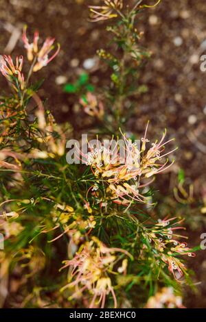 native Australian grevillea semperflorens plant outdoor in sunny backyard shot at shallow depth of field Stock Photo