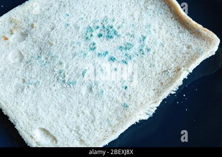 Slice of white bread with green mould growing on it. Stock Photo