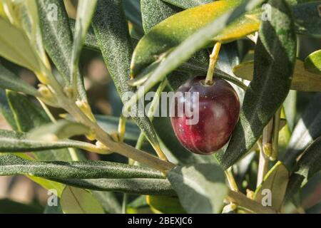 Single black olive growing on an olive tree in the south of England Stock Photo