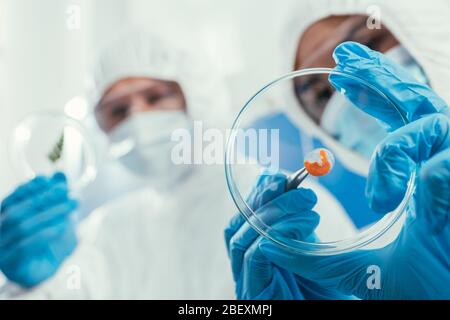 selective focus of biochemist taking biomaterial from pertri dish near colleague Stock Photo