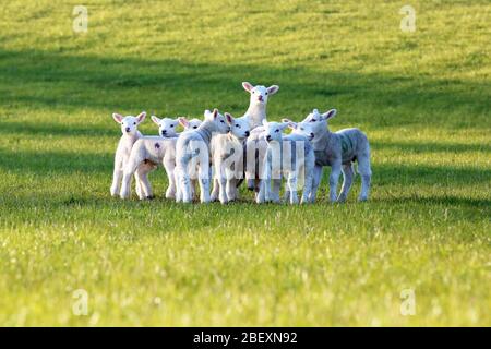 Naughty lambs playing and gambolling together in a Cotswold meadow - early spring 2020 Stock Photo