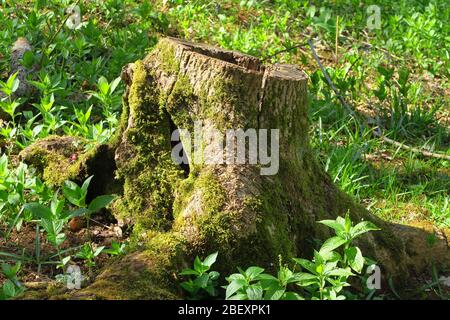 Woodland trees in afternoon spring sunshine on the old viaducts in the north Oxfordshire village of Hook Norton Stock Photo