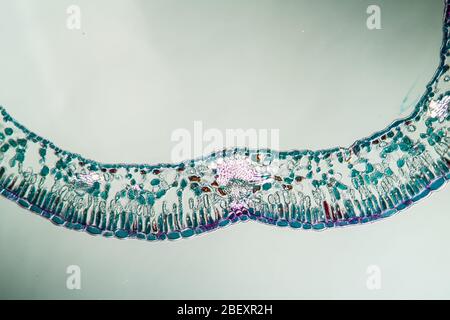 Blueberry leaf cross section under the microscope, 100x Stock Photo