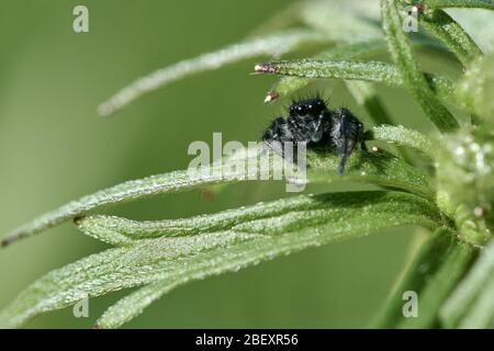 Small black jumping spider sitting on a leaf isolated on green natural background Stock Photo