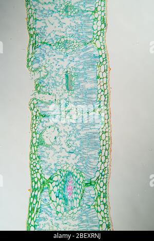 Weed leaf cross section under the microscope 100x Stock Photo