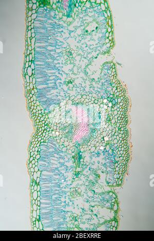 Weed leaf cross section under the microscope 100x Stock Photo