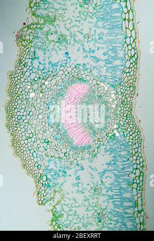 Weed leaf cross section under the microscope 100x Stock Photo