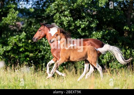 Paso Fino. Pinto mare with foal galloping on a meadow. Germany Stock Photo