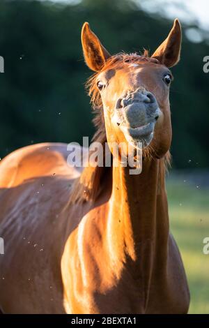 Oldenburg Horse. Portrait of juvenile chestnut stallion on a pasture, scares insects away. Germany Stock Photo