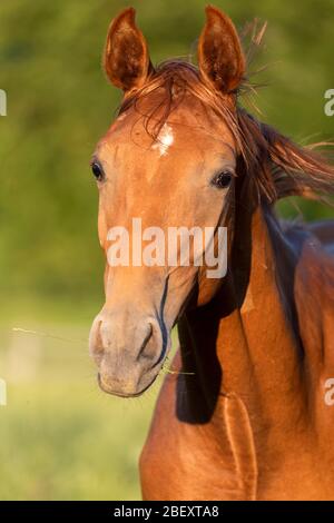 Oldenburg Horse. Portrait of juvenile chestnut stallion on a pasture. Germany Stock Photo