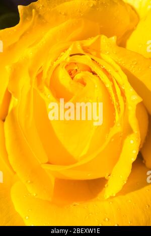 CLOSE UP DETAIL OF CENTER OF YELLOW ROSE COVERED IN RAINDROPS Stock Photo