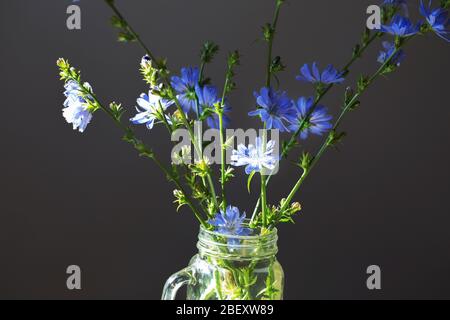 Fresh blue flowering chicory on dark background, backlit. Stock Photo