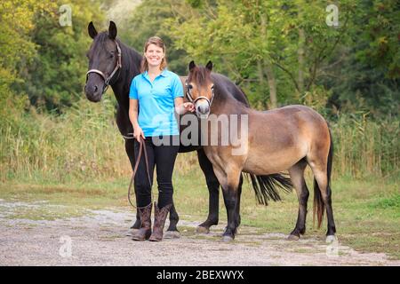 Exmoor Pony. Woman holding American Quarter Horse and Exmoor Pony. Germany Stock Photo