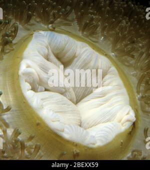 Oral opening of Giant sea anemone (Heteractis sp.) Stock Photo