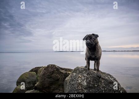 Young pug dog in the rare fur color silver-gray stands on stone platforms at the Geltinger Bucht (Baltic Sea), over which she climbed Stock Photo