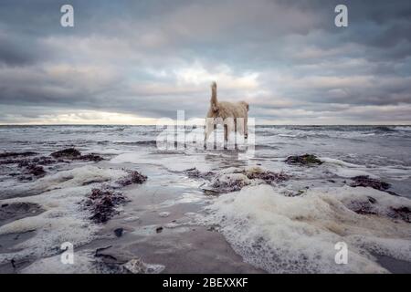 Labradoodle happily goes for a swim in the Baltic Sea in winter, Germany Stock Photo