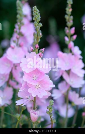 Sidalcea 'Sussex Beauty' Prairie mallow also known as Checkerbloom/ Greek mallow Stock Photo