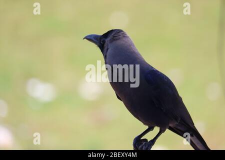close up of a male house crow bird resting in summer Stock Photo