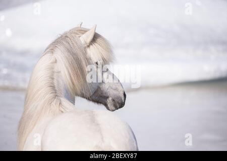 Icelandic Horse. Gray gelding standing in front of glacier lake. Iceland Stock Photo