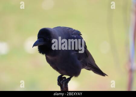 portrait of a female house crow resting in winter Stock Photo