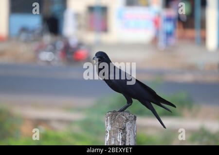 closeup of a male common raven ( black brow) perching on rock pole Stock Photo
