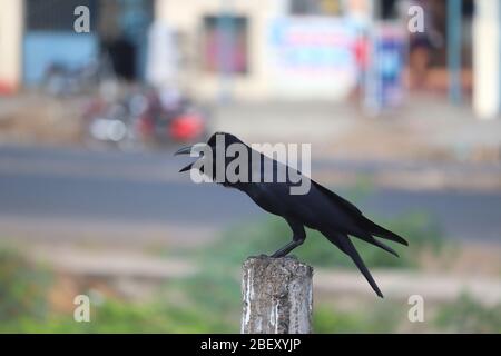 closeup of a female common raven ( black brow) perching on rock pole Stock Photo