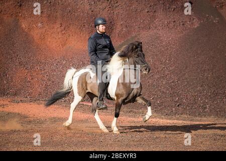 Icelandic Horse. Pinto mare with rider in a toelt on red sand. Iceland Stock Photo