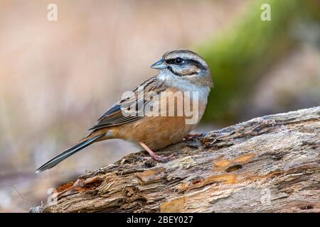 Rock Bunting (Emberiza cia). Adult standing on rotten wood. Austria Stock Photo