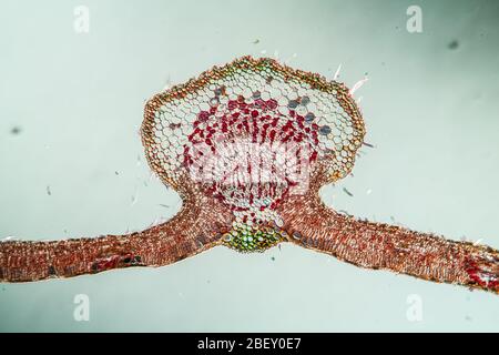 Weeping willow leaf in cross section 100x Stock Photo