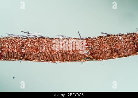 Weeping willow leaf in cross section 100x Stock Photo