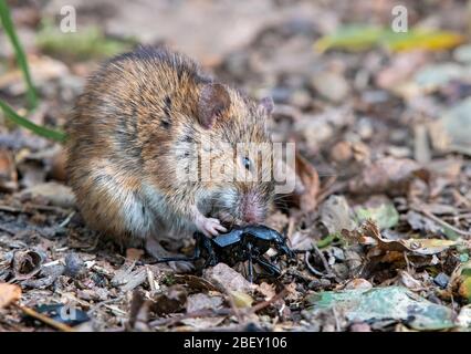 Striped Field Mouse (Apodemus agrarius) eating a beetle. Austria Stock Photo