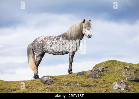 Icelandic Horse. Gray mare standing on a hill. Iceland Stock Photo