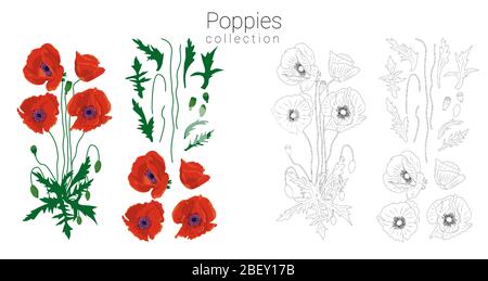 Set of red poppies on white background Stock Vector Image & Art - Alamy
