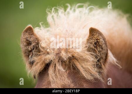 Icelandic Horse. Close-up of ears of a chestnut foal. Iceland Stock Photo