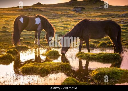 Icelandic Horse. Two horses drinking from a pond at sunset. Iceland Stock Photo