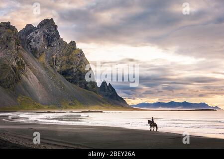 Icelandic Horse. Rider on black gelding on a deserted beach in sunset. Iceland Stock Photo