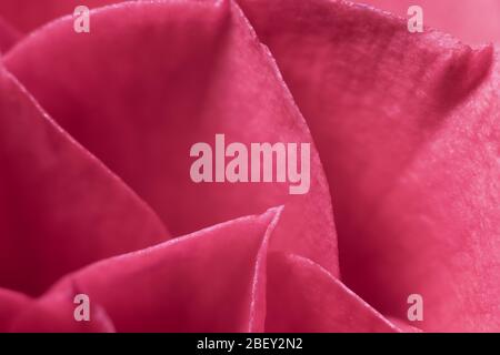 Macro image of the petals of a pink Japanese Camellia Stock Photo