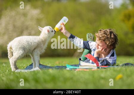 Arley, Worcestershire, UK. 16th Apr, 2020. While being 'homeschooled' during the COVID-19 lockdown, things can get difficult if a five-day-old lamb demands feeding. 6-year-old Henley Mills on his parents' farm in Arley, Worcestershire, tries to combine feeding Martha the lamb with doing some essential home school reading. [Note: photographed with full compliance with current government social distancing regulations] Credit: Peter Lopeman/Alamy Live News Stock Photo