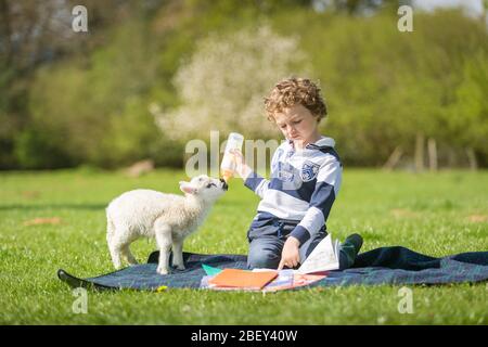 Arley, Worcestershire, UK. 16th Apr, 2020. While being 'homeschooled' during the COVID-19 lockdown, things can get difficult if a five-day-old lamb demands feeding. 6-year-old Henley Mills on his parents' farm in Arley, Worcestershire, tries to combine feeding Martha the lamb with doing some essential home school reading. [Note: photographed with full compliance with current government social distancing regulations] Credit: Peter Lopeman/Alamy Live News Stock Photo