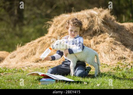 Arley, Worcestershire, UK. 16th Apr, 2020. While being 'homeschooled' during the COVID-19 lockdown, things can get difficult if a five-day-old lamb demands feeding. 6-year-old Henley Mills on his parents' farm in Arley, Worcestershire, tries to combine feeding Martha the lamb with doing some essential home school reading. [Note: photographed with full compliance with current government social distancing regulations] Credit: Peter Lopeman/Alamy Live News Stock Photo