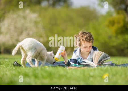 Arley, Worcestershire, UK. 16th Apr, 2020. While being 'homeschooled' during the COVID-19 lockdown, things can get difficult if a five-day-old lamb demands feeding. 6-year-old Henley Mills on his parents' farm in Arley, Worcestershire, tries to combine feeding Martha the lamb with doing some essential home school reading. [Note: photographed with full compliance with current government social distancing regulations] Credit: Peter Lopeman/Alamy Live News Stock Photo