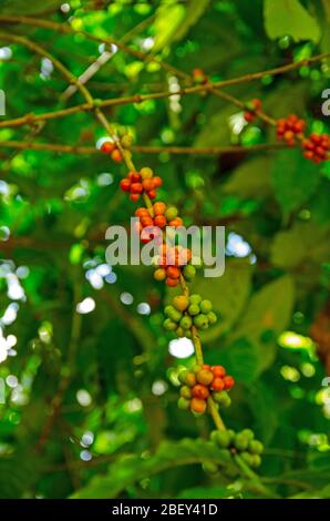 Red berries growing on a coffee tree in a tropical plantation.  The berries can be dried to get coffee beans. Stock Photo